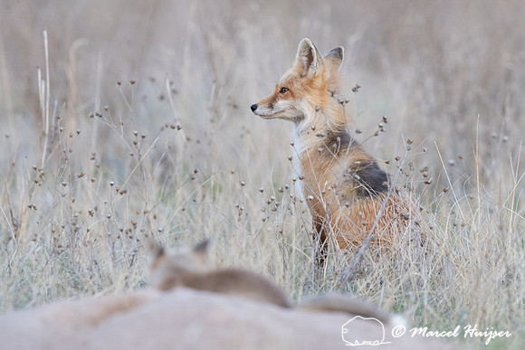 Red fox (Vulpes vulpes) female and kits, Montana, USA