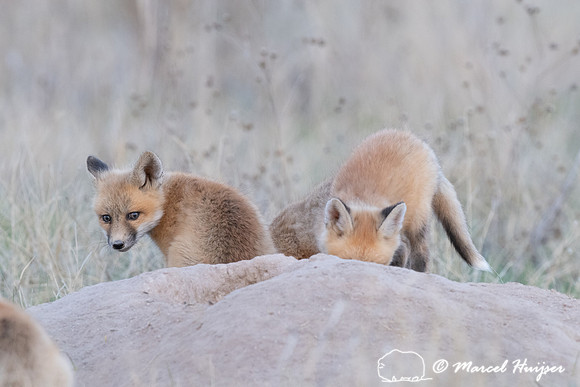 Red fox (Vulpes vulpes) kits, Montana, USA