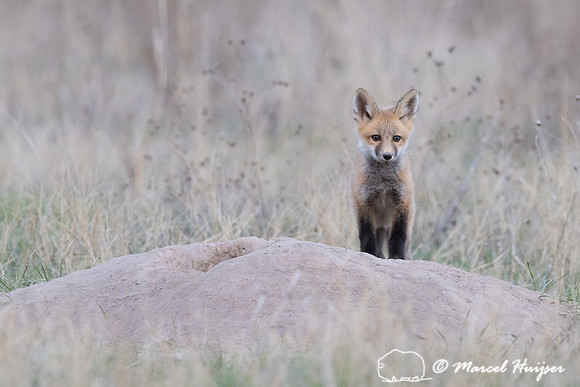 Red fox (Vulpes vulpes) kits, Montana, USA