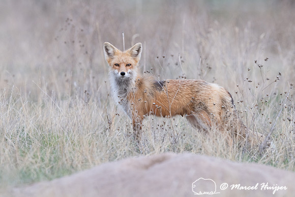 Red fox (Vulpes vulpes) female and kits, Montana, USA