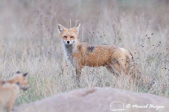 Red fox (Vulpes vulpes) female and kits, Montana, USA