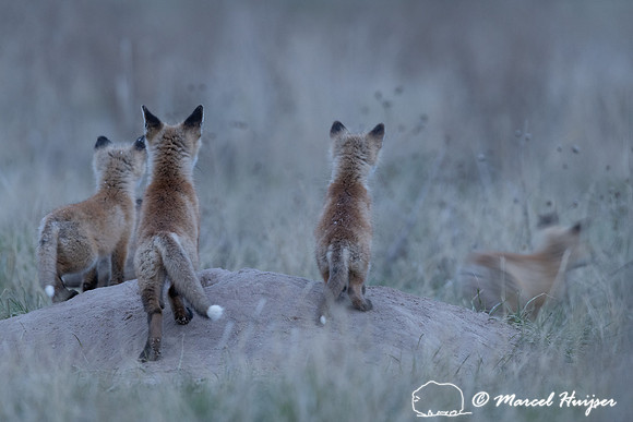 Red fox (Vulpes vulpes) kits, Montana, USA