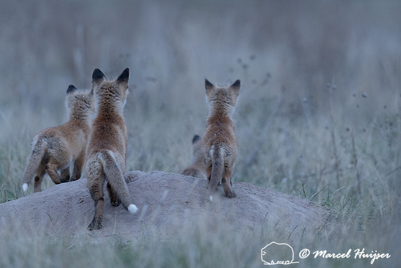 Red fox (Vulpes vulpes) kits, Montana, USA
