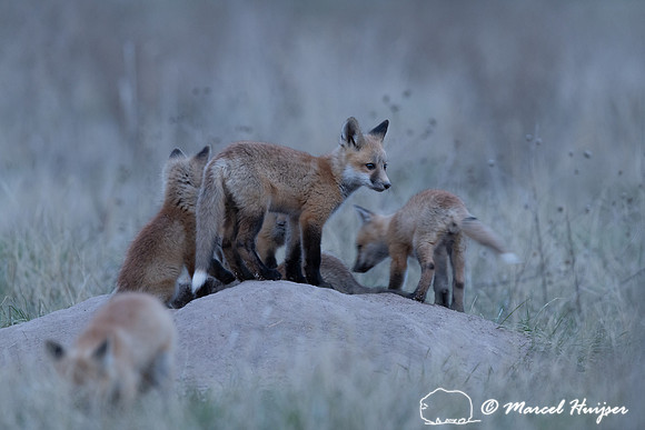 Red fox (Vulpes vulpes) kits, Montana, USA