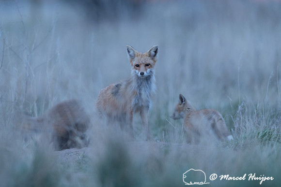 Red fox (Vulpes vulpes) female and kits, Montana, USA