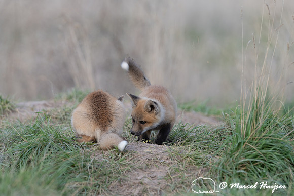 Red fox (Vulpes vulpes) kits, Montana, USA