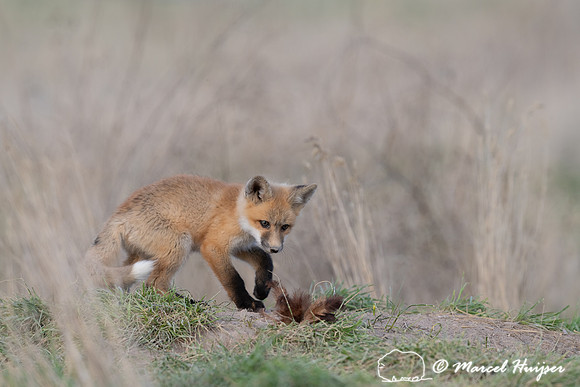 Red fox (Vulpes vulpes) kits, Montana, USA