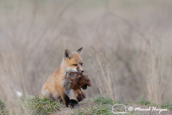 Red fox (Vulpes vulpes) kits, Montana, USA
