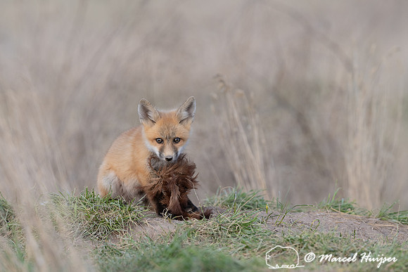 Red fox (Vulpes vulpes) kits, Montana, USA