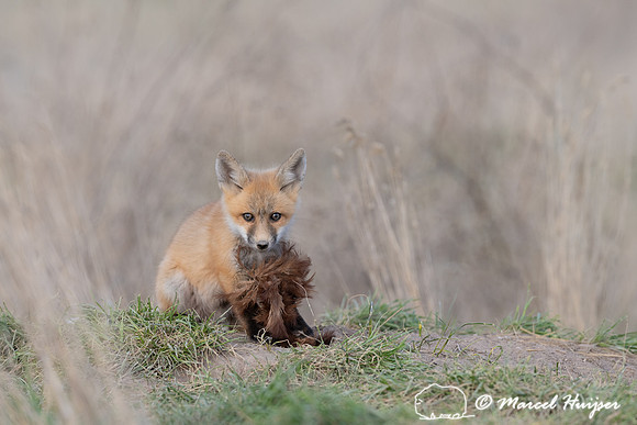 Red fox (Vulpes vulpes) kits, Montana, USA