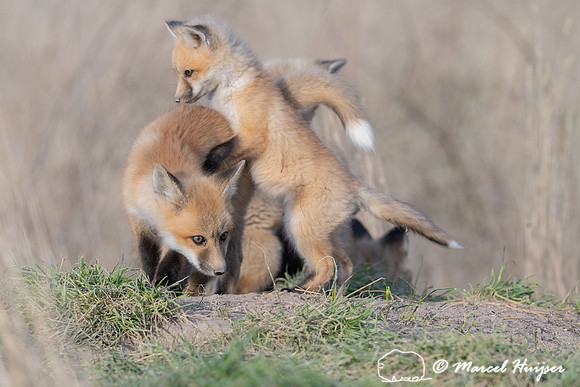 Red fox (Vulpes vulpes) kits, Montana, USA