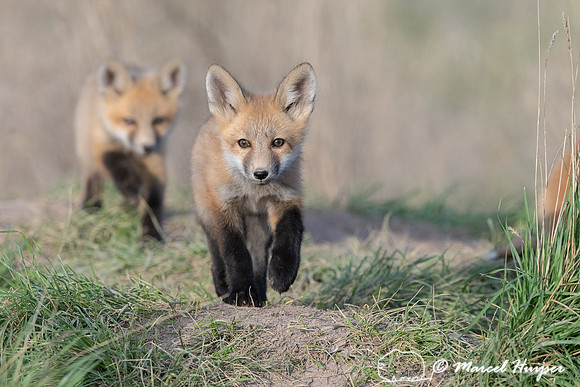 Red fox (Vulpes vulpes) kits, Montana, USA