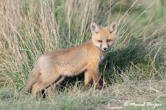 Red fox (Vulpes vulpes) kits, Montana, USA