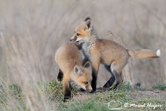 Red fox (Vulpes vulpes) kits, Montana, USA