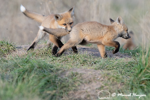 Red fox (Vulpes vulpes) kits, Montana, USA