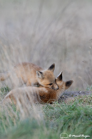 Red fox (Vulpes vulpes) kits, Montana, USA