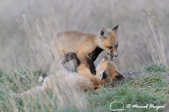 Red fox (Vulpes vulpes) kits, Montana, USA