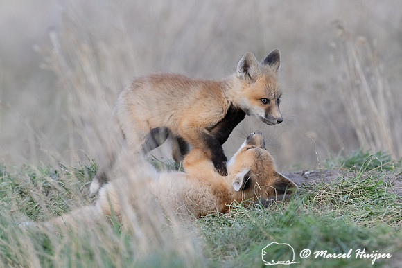 Red fox (Vulpes vulpes) kits, Montana, USA