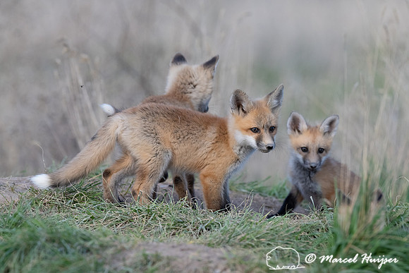 Red fox (Vulpes vulpes) kits, Montana, USA