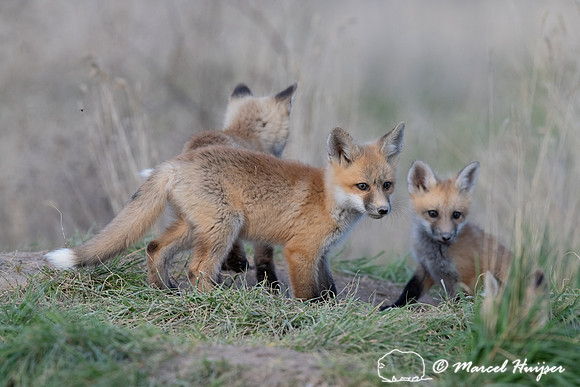Red fox (Vulpes vulpes) kits, Montana, USA