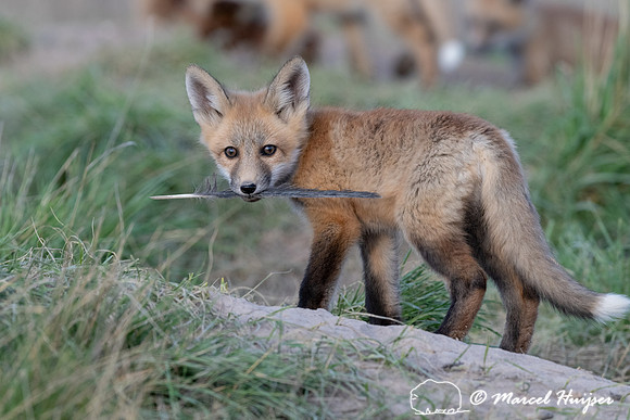 Red fox (Vulpes vulpes) kits, Montana, USA