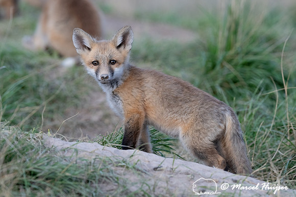 Red fox (Vulpes vulpes) kits, Montana, USA
