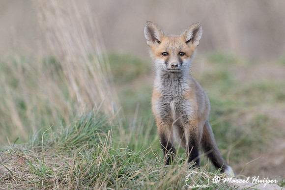 Red fox (Vulpes vulpes) kits, Montana, USA