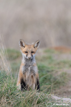 Red fox (Vulpes vulpes) kits, Montana, USA