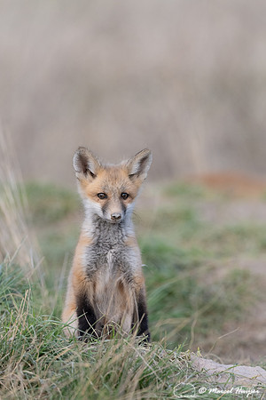 Red fox (Vulpes vulpes) kits, Montana, USA