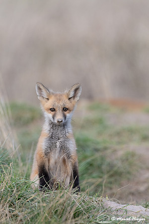 Red fox (Vulpes vulpes) kits, Montana, USA