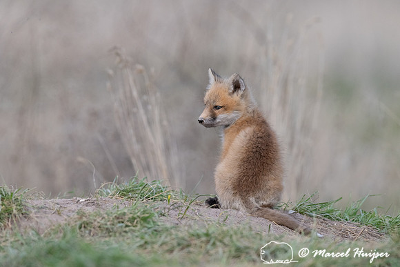Red fox (Vulpes vulpes) kits, Montana, USA