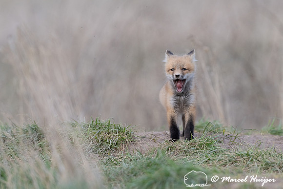 Red fox (Vulpes vulpes) kits, Montana, USA