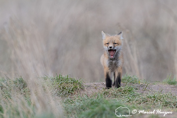 Red fox (Vulpes vulpes) kits, Montana, USA