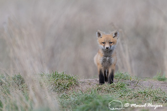 Red fox (Vulpes vulpes) kits, Montana, USA