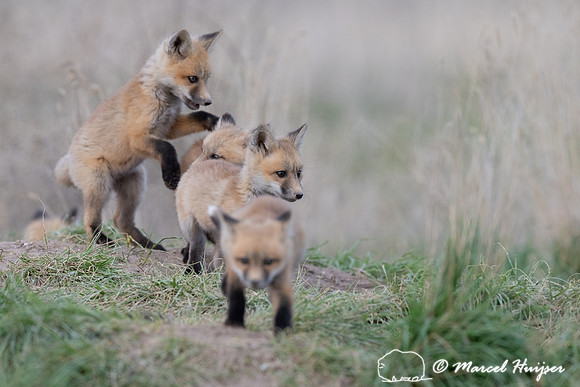 Red fox (Vulpes vulpes) kits, Montana, USA