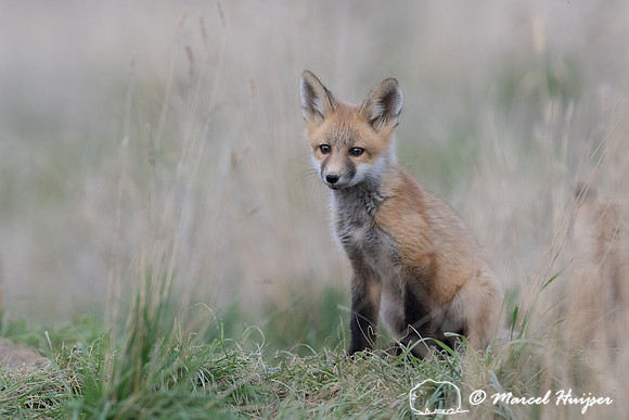 Red fox (Vulpes vulpes) kits, Montana, USA