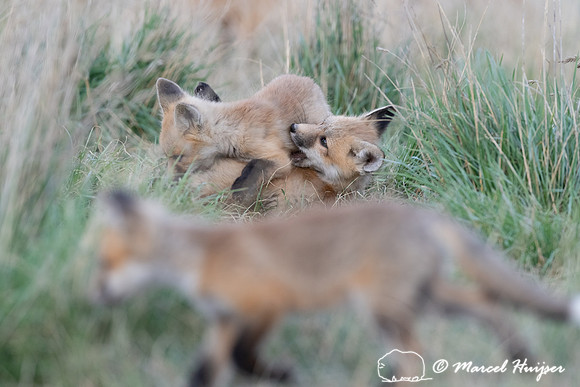 Red fox (Vulpes vulpes) kits, Montana, USA
