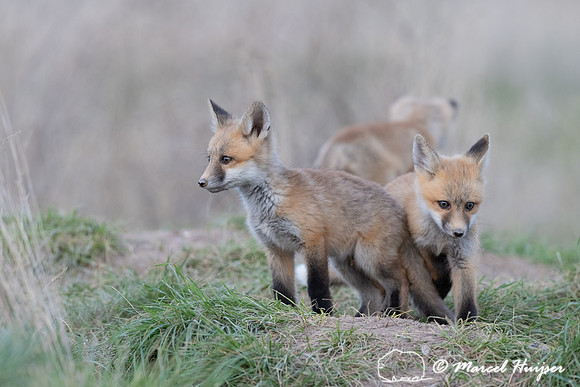 Red fox (Vulpes vulpes) kits, Montana, USA