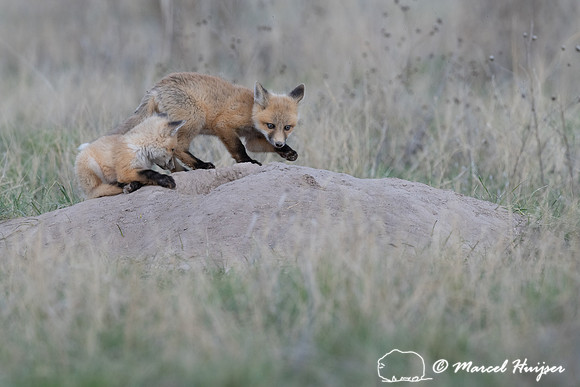 Red fox (Vulpes vulpes) kits, Montana, USA