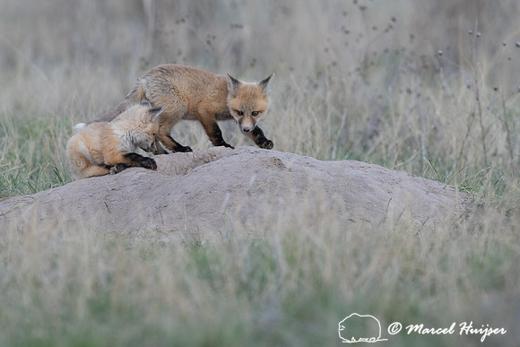 Red fox (Vulpes vulpes) kits, Montana, USA