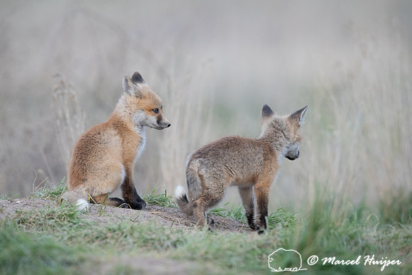 Red fox (Vulpes vulpes) kits, Montana, USA