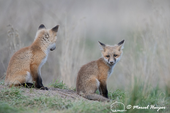 Red fox (Vulpes vulpes) kits, Montana, USA