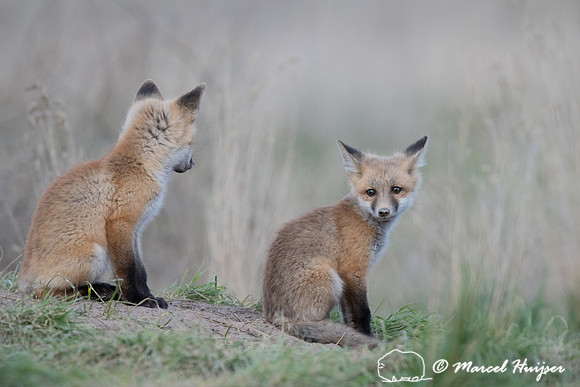 Red fox (Vulpes vulpes) kits, Montana, USA