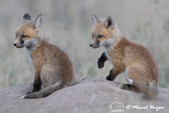 Red fox (Vulpes vulpes) kits, Montana, USA