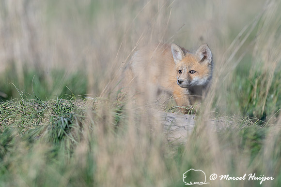 Red fox (Vulpes vulpes) kits, Montana, USA