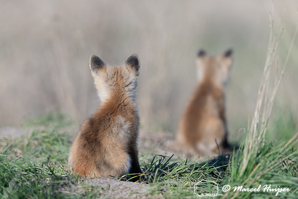 Red fox (Vulpes vulpes) kits, Montana, USA