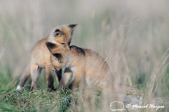 Red fox (Vulpes vulpes) kits, Montana, USA