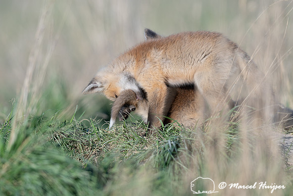 Red fox (Vulpes vulpes) kits, Montana, USA