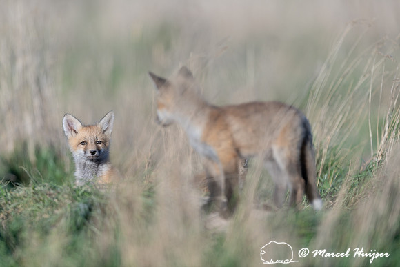 Red fox (Vulpes vulpes) kits, Montana, USA
