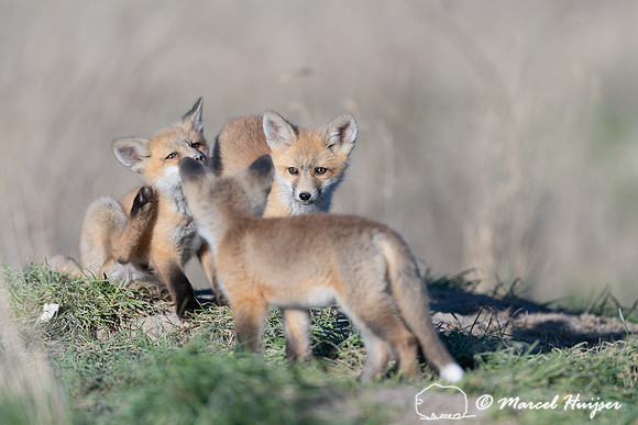Red fox (Vulpes vulpes) kits, Montana, USA